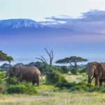 A Guide to Kenya’s Best Safari Experiences for Nigerian Adventurers