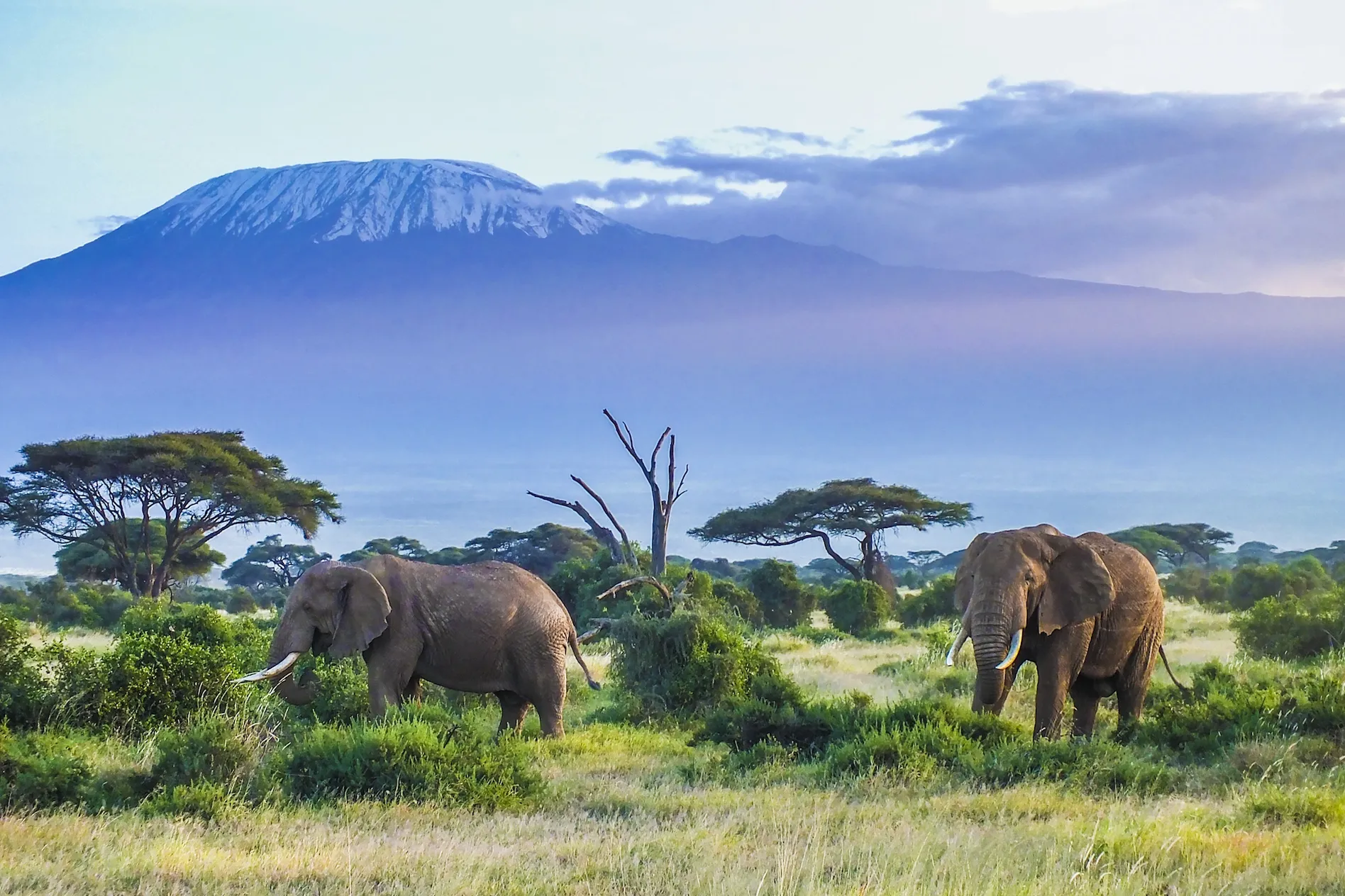 A Guide to Kenya’s Best Safari Experiences for Nigerian Adventurers