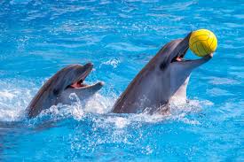 Dubai Dolphinarium